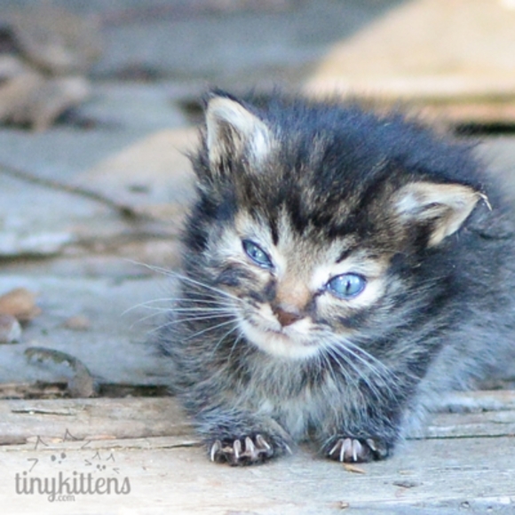 Shannon's LIVE SHOW LISTING - Picture 9 of 9